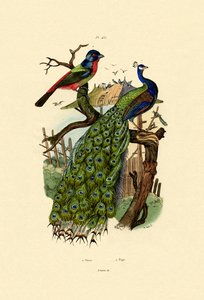 孔雀、1833-39 作： French School